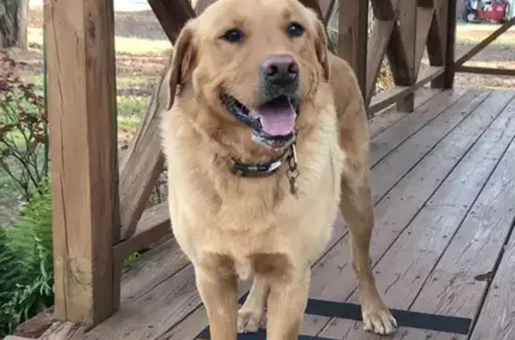 Lost Golden Lab | Fort Lamar Rd | Help Find Him!