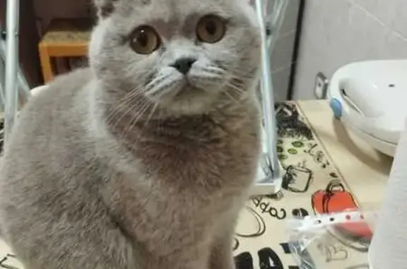 ¡Ayuda! Scottish Fold Gris Perdido en Getafe