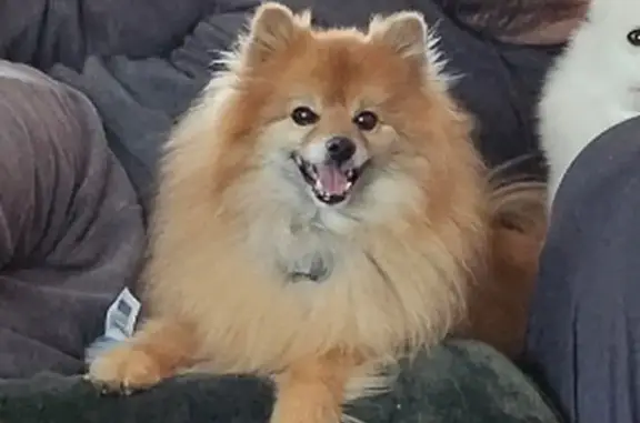 Lost Pomeranian Sora - Montrose Beach, Chicago