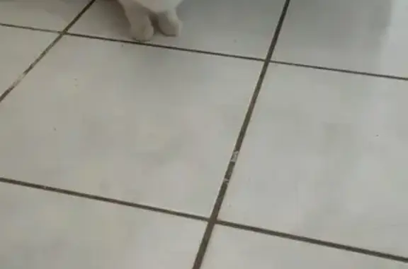 Chatte blanche sourde trouvée - photo