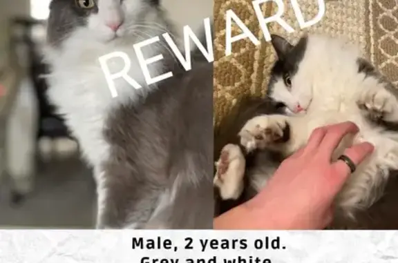 Lost Cat: Gray & White, Microchipped - 11645 Sandy