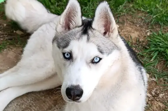 Chien perdu Bélâbre, photo : Husky UNA disparu à Bélâbre