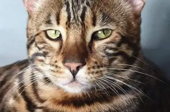 Chat perdu, Gaillac, photo: Alerte: Bengal perdu à Gaillac