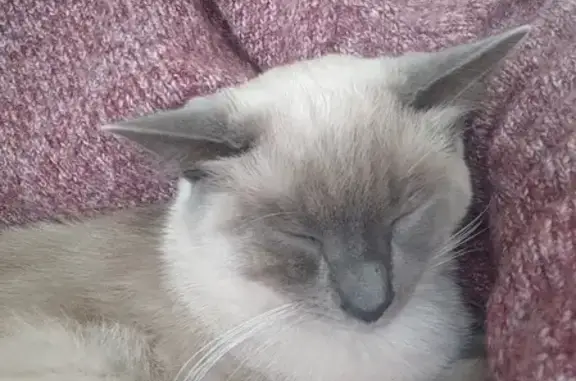 Chat perdu, Saint-Julien-du-Sault, photo: Chaton siamois Ulan disparu