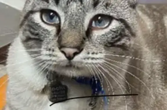 Lost Cat: Blue-Eyed Tiger-Stripe, Woodland Terrace