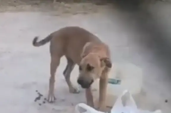 ¡Ayuda! Rocky, Américan Stanfor Marrón Perdido