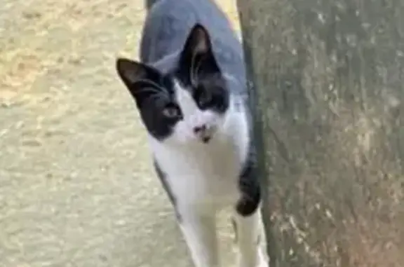 Gatos perdidos, , foto: Gato Perdido de 1 Año en Sevilla
