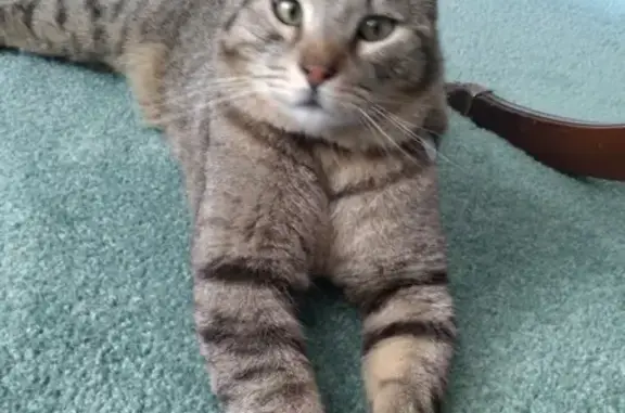 Lost Tiger Stripe Cat in Cottonwood Heights!