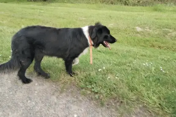 Chienne noire/blanche trouvée à Isenay - photo