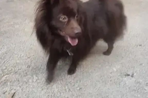 Chien trouvé La Celle-Saint-Cloud, photo: Spitz Marron Paco Retrouvé
