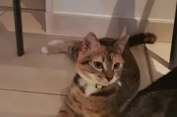 Animaux perdus , photo: Chat tricolore perdu - Les Arsures