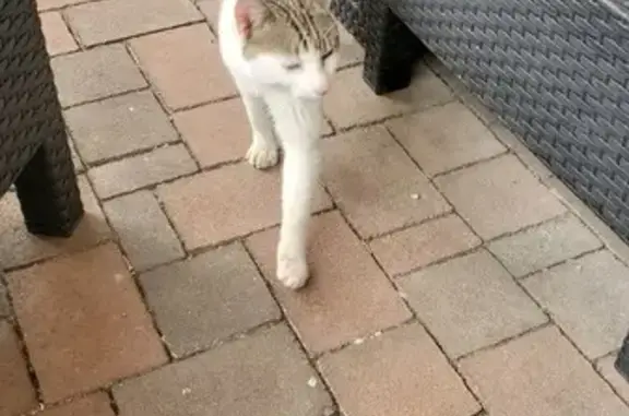 Chat maigre trouvé rue Peugeot - photo
