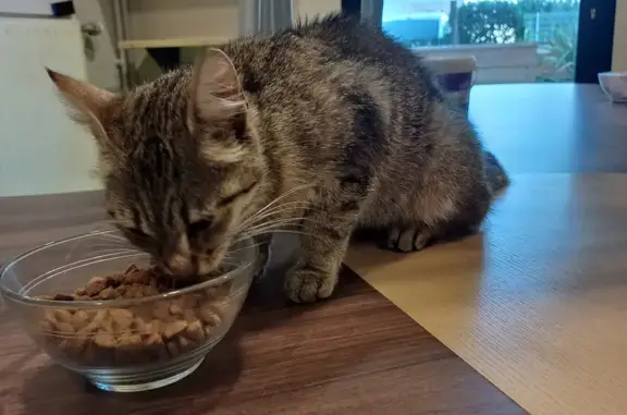 Chat retrouvé à La Rochelle - photo