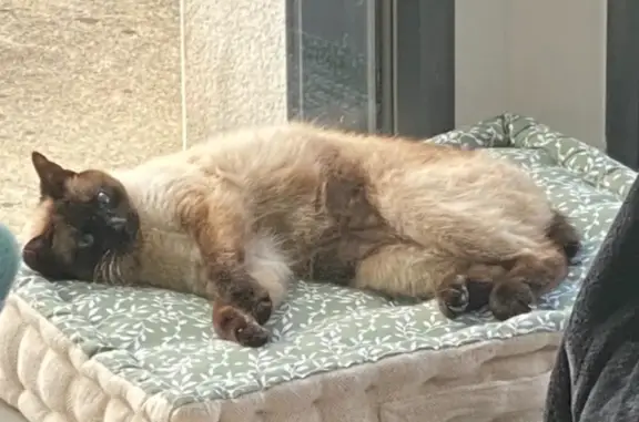 Chat perdu, Loudéac, photo: Chatte siamoise disparue à Loudéac