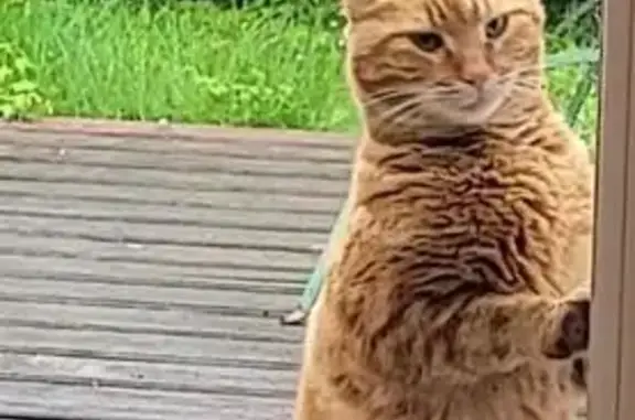 Chat roux docile trouvé - photo