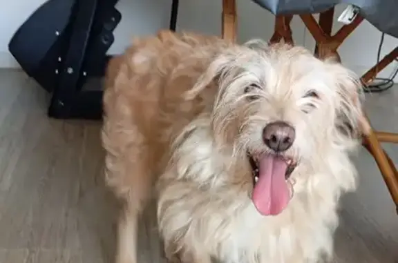Chien beige et frisé trouvé à Douai - photo