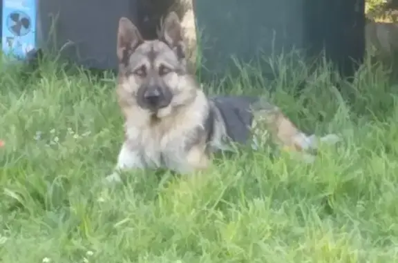 Chien perdu Louviers, photo : Chien Corto disparu à Louviers