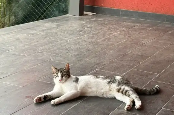 Animaux perdus Kœnigsmacker, photo: Chat perdu à Koenigsmacker