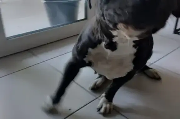 Animaux trouvés , photo: Chienne perdue près de Dalbiez