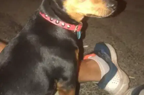Perros perdidos, , foto: ¡Ayuda! Ratonero Perdido en Almonte