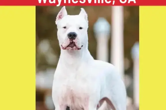 Lost Dogo Argentino on U.S. 82 - Help Find Poloma!