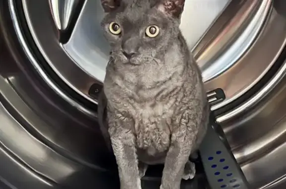 Lost Devon Rex: Charcoal Gray & Shy - Help!