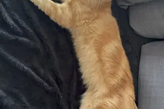 Chat affectueux trouvé à Blainville - photo