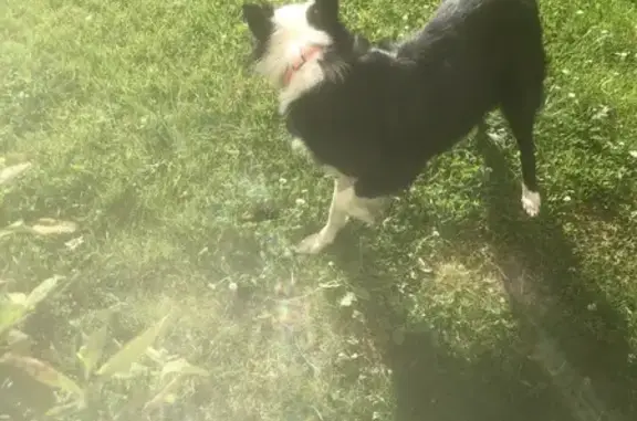 Chien perdu blanc/noir à Saint-Gaudens - photo