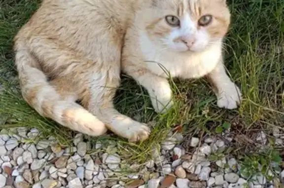 Chat roux perdu rue René Seguin - photo