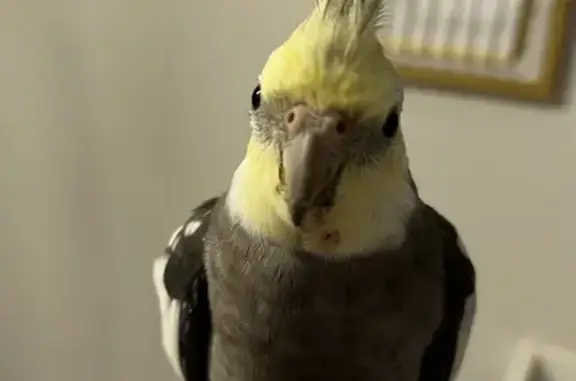 Lost Cockatiel: Grey & Yellow, Answers to Twinkle!