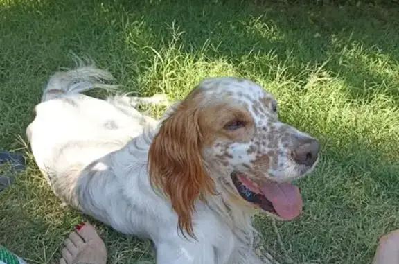 Animaux perdus , photo: Setter Anglais Perdu à Loir en Vallée