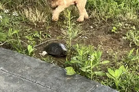 Lost Cockapoo in Odessa - Help Find Her!