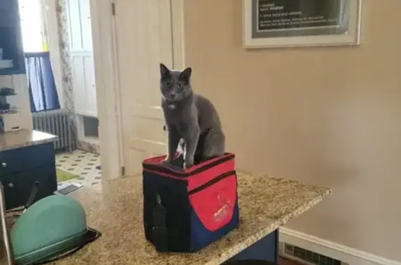 Lost Grey Cat: Church - South Webster Ave