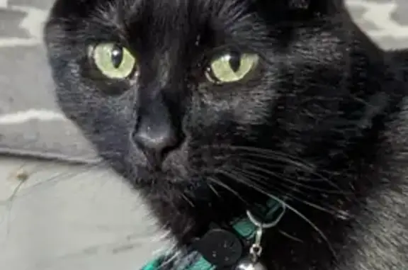 Lost Black Cat with Bow Tie - Parthenon Ct