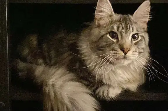 Lost Maine Coon Cat - Black & Gray in Georges River