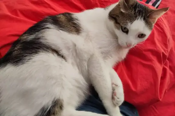 Chat perdu, La Rochelle, photo: Chatte peureuse disparue à La Rochelle