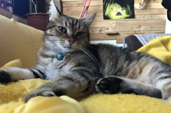 Chat perdu, , photo: Chatte perdue au Hellfest, Clisson