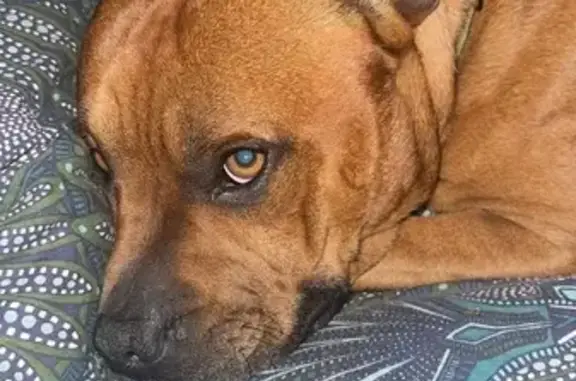 Animaux perdus Isigny-sur-Mer, photo: Staffie roux perdu à Castilly