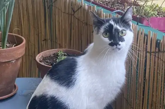 Chat perdu, Crest, photo: PERDU: Moka, chatte bicolore à Crest