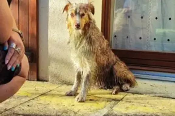 Chien Berger Australien Perdu - photo