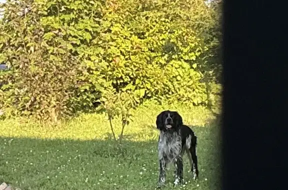 Chien épagneul/setter trouvé à Trepesson - photo