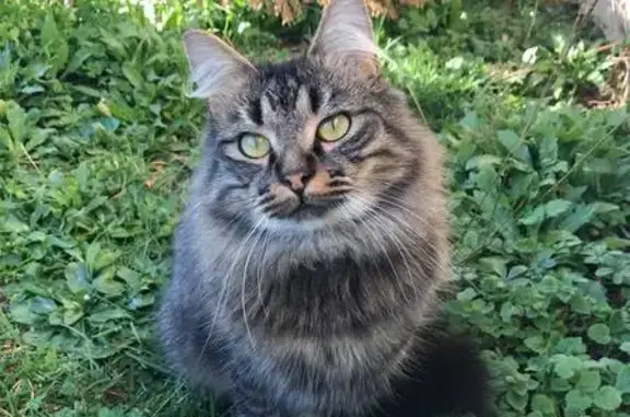 Chat tigré Floki perdu à Romagne - photo