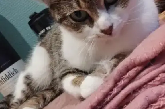Animaux perdus Bernay, photo: Chatte Ruby disparue à Bernay