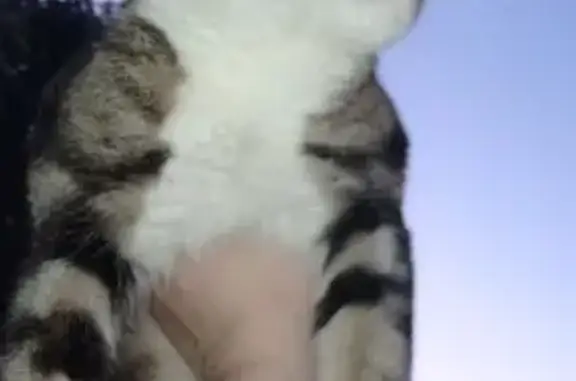 Chat sociable trouvé à Aire-sur-Lys - photo