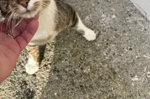 Chat retrouvé à Wanquetin - photo