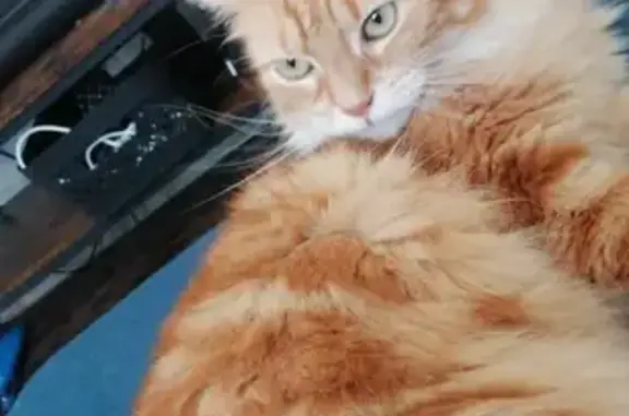 Animaux perdus , photo: Chatte rousse Todd disparue