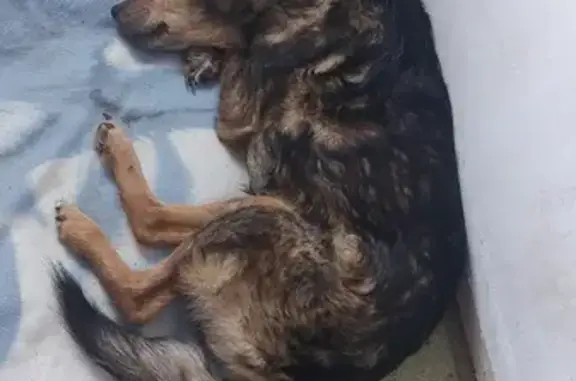 Chien trouvé , photo: Chien perdu sans puce trouvé