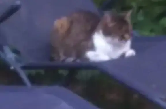 Animaux perdus Chartres, photo: Chatte Mounette perdue à Chartres