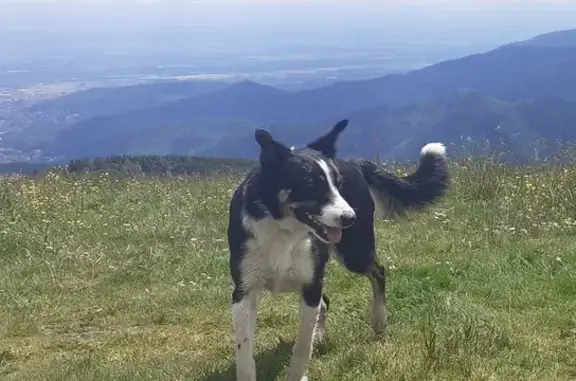 Chien égaré près du Petit Ballon - photo