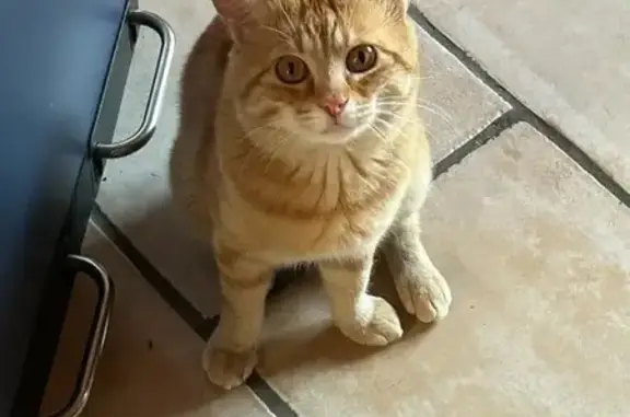 Chatte tigrée câline trouvée à Lille - photo